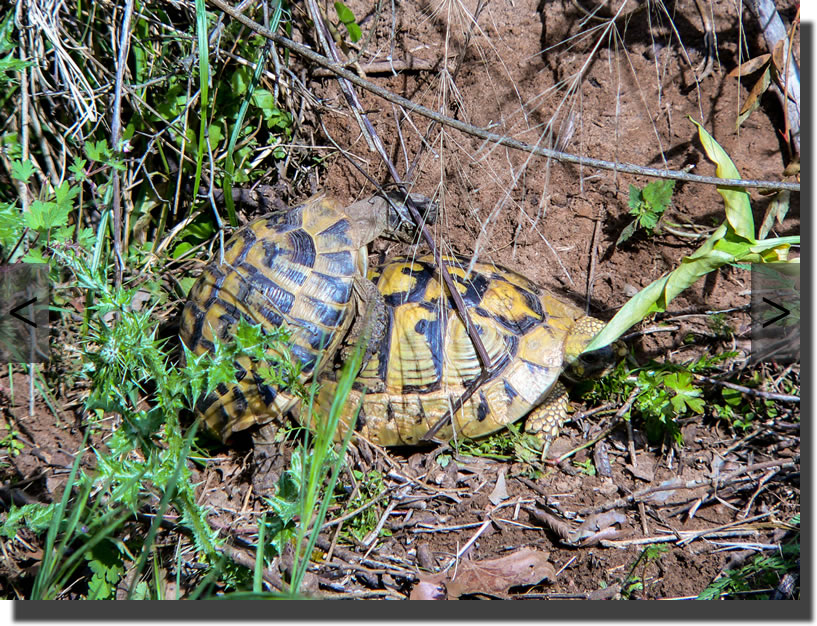 Podarcis peloponnesiacus